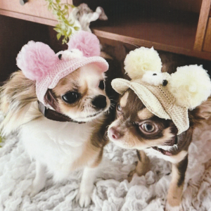 キラキラこぐまキャップ