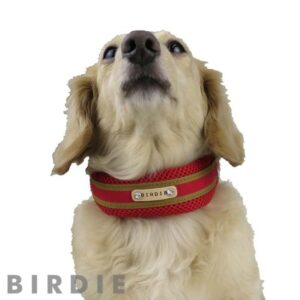 ラッセルクッションワンタッチカラー【BIRDIE（バーディ）中型犬用首輪】M