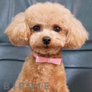 リボンステッチカラー【BIRDIE超小型犬・猫用革首輪】18