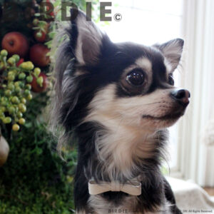 リボンステッチカラー【BIRDIE小型犬・猫用革首輪】21