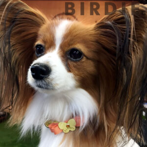 レザープチパピヨンカラー【BIRDIE小型犬・猫用ワンタッチバックル本革首輪】S