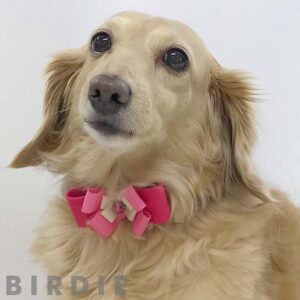 リンバーフラワーカラー【BIRDIE小型犬ウルトラスエード首輪】M